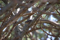 IMG_4352-scaled