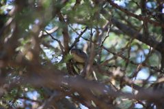 IMG_4355-scaled