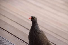 IMG_4670-scaled