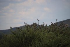 IMG_4689-scaled