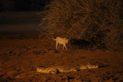 IMG_4971-scaled