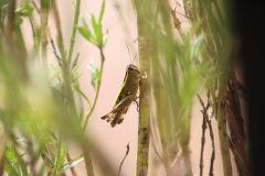 IMG_5103-scaled