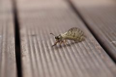 IMG_5129-scaled