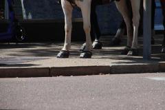 IMG_8154-1024x682