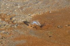 IMG_8278-1024x682