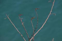 IMG_8517-1024x682