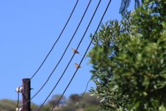 IMG_0234-scaled