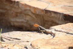 IMG_0361-scaled