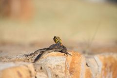 IMG_0368-scaled