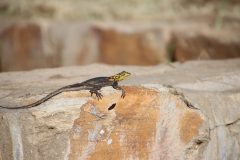 IMG_0371-scaled