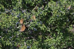 IMG_4953-scaled