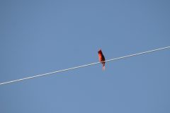 IMG_4960-scaled
