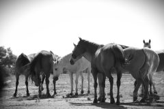 IMG_5118-scaled