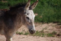 IMG_5165-scaled