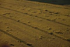 IMG_2703-1024x682