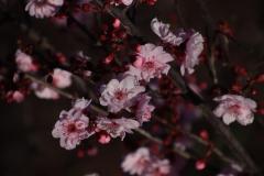 IMG_2878-1024x682