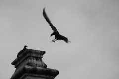 IMG_1706-scaled