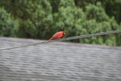 IMG_1763-scaled
