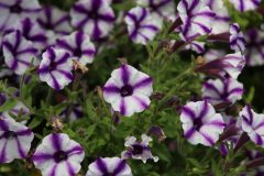 IMG_1978-scaled
