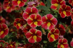 IMG_1989-scaled