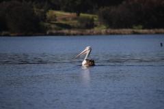 IMG_6001