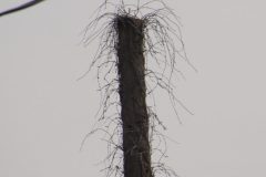 IMG_3422-scaled