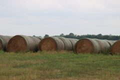 IMG_3635-scaled