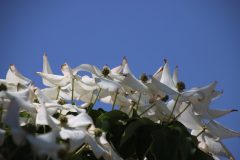 IMG_1224-scaled