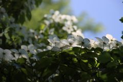 IMG_1285-scaled