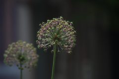 IMG_0840-2-scaled