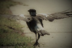DSCN6839