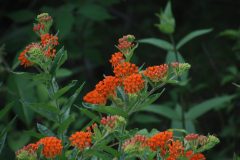 IMG_3037-scaled