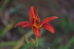 IMG_3039-scaled