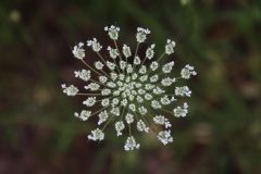 IMG_3056-scaled
