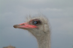DSCF0056