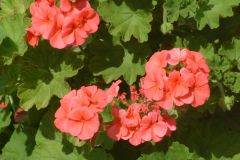 DSCF0111