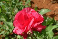 DSCF0112