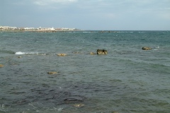 DSCF0156