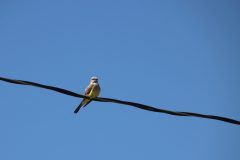 IMG_4485-scaled