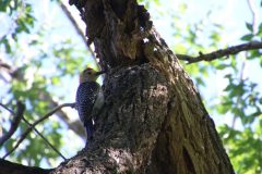 IMG_4792-scaled