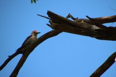 IMG_4815-scaled