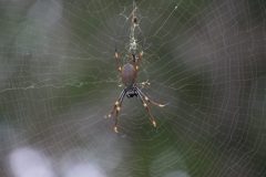 IMG_7104-scaled