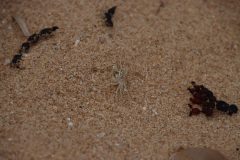IMG_7140-scaled
