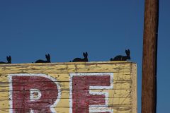 IMG_7023-scaled