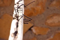 IMG_7198-scaled