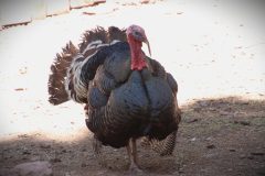 IMG_7819-scaled