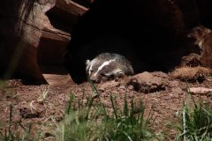 IMG_7832-scaled