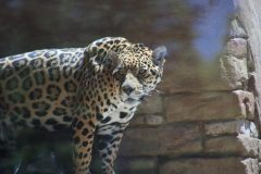IMG_7997-scaled