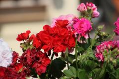 IMG_5599