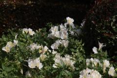 IMG_7360-1024x682